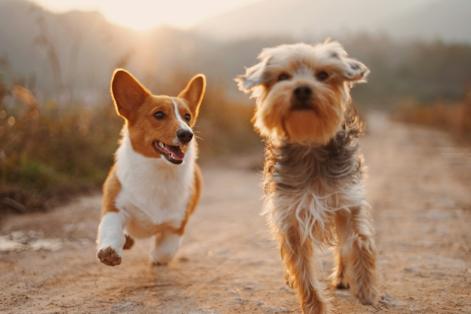Mensch mit Hund – Alltag mit Heimtier