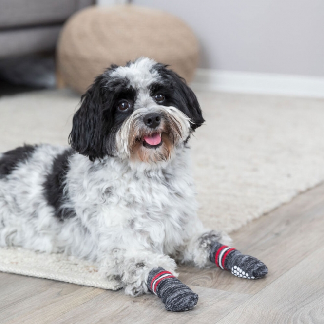 Trixie Hundesocken - Grau - M-L – Bild 4