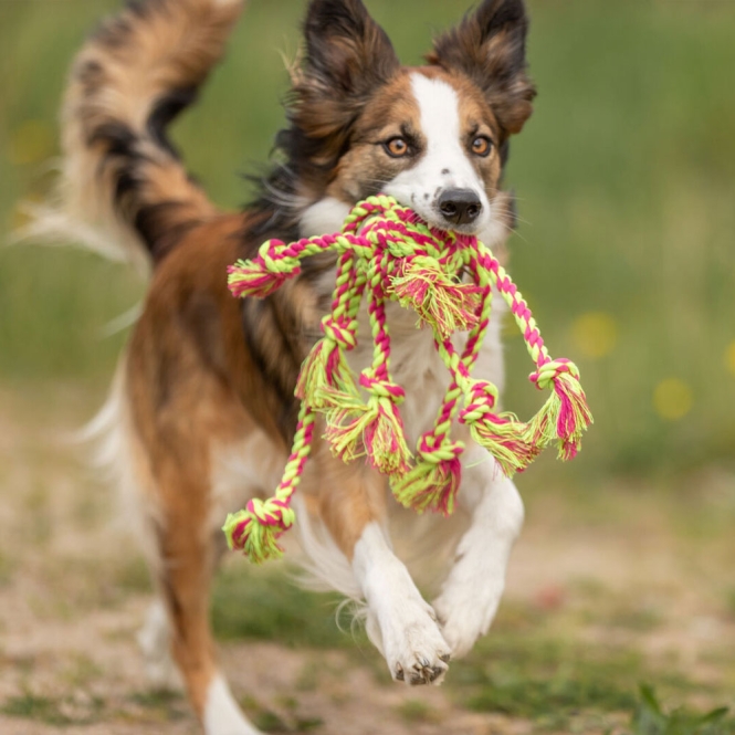 Trixie Tau-Spielzeug – Bild 4