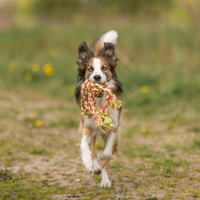 Trixie Tau-Spielzeug – Bild 3